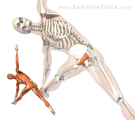 The Piriformis Muscle And Where It Attaches And Its Actions Yoganatomy Porn Sex Picture