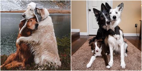 Incredible Photos Of Dogs Hugging Their Soulmates That Will Melt Your