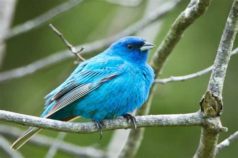 Feather Tailed Stories: Indigo Bunting
