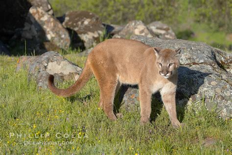 Mountain Lion Puma Concolor 15854 Natural History Photography