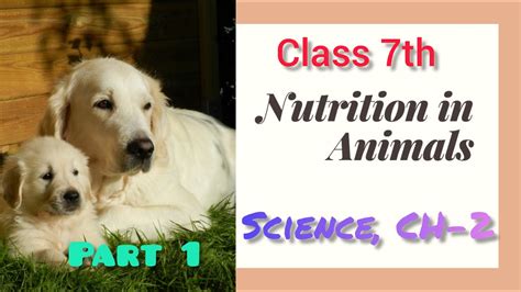 Nutrition In Animalsclass 7chapter 2part 1cbsencert Youtube