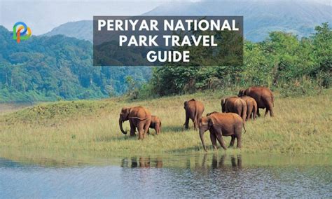 Periyar National Park A Travel Guide For Wildlife Lovers