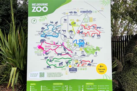 All You Need To Know About Melbourne Zoo The Simple Travel 2023