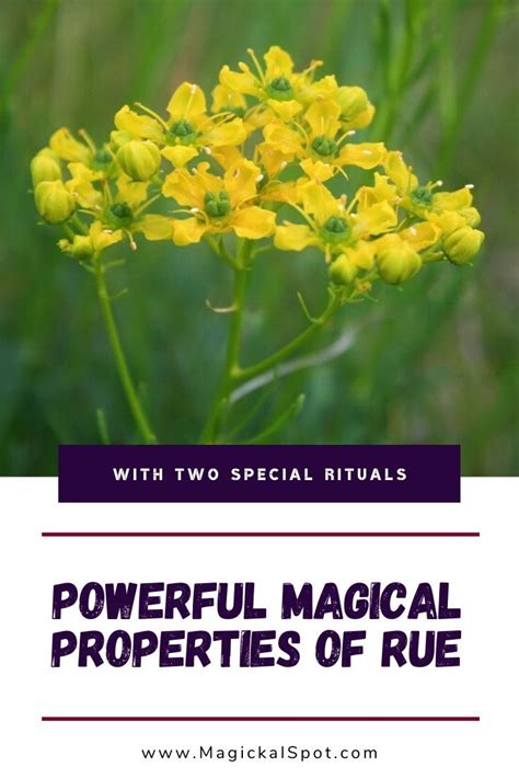 Rue Growing Healing And Magickal Properties And Uses Magic Herbs