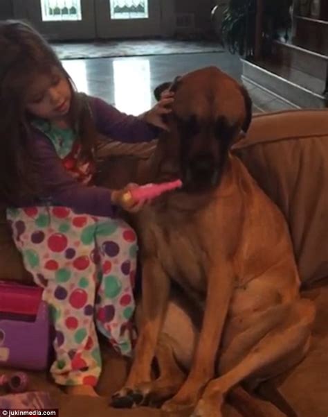 Facebook Video Shows Girl Giving Her Very Docile Great Dane A Check Up