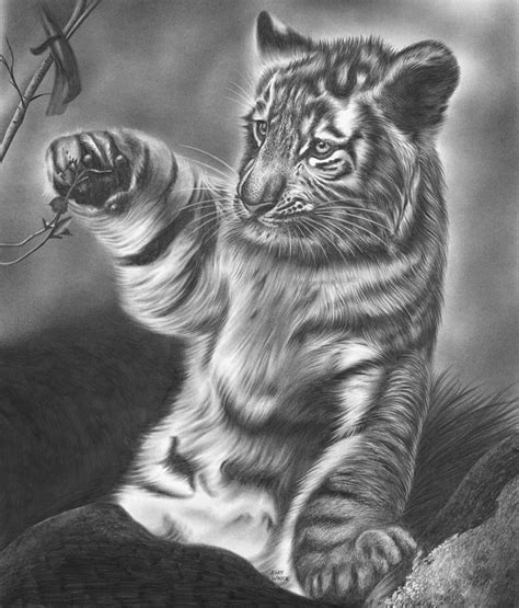 White Tiger Cubs Drawing