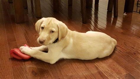 Labrador retriever, new jersey » woodbridge township Yellow Labrador Puppy for sale Southern NJ area. for Sale in Cherry Hill, New Jersey Classified ...