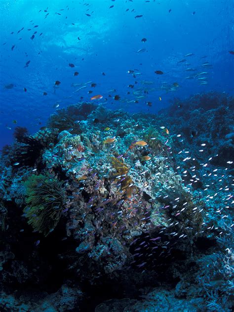 Skips Underwater Image Gallery Great Barrier Reef