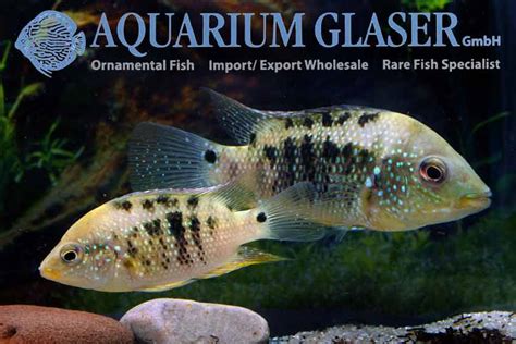 Cichlasoma Ornatum Aquarium Glaser Gmbh