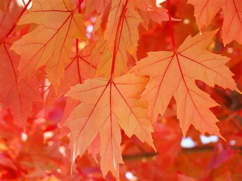 Autumn Leaves Art Prints Orange Fall Leaves Baslee Troutman By Baslee