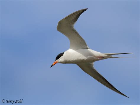 Common Tern Photos Photographs Pictures