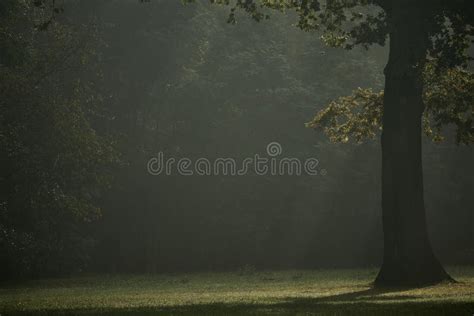 Enchanted Forest Misty Spooky Forest With A Majestic Tree Stock Photo