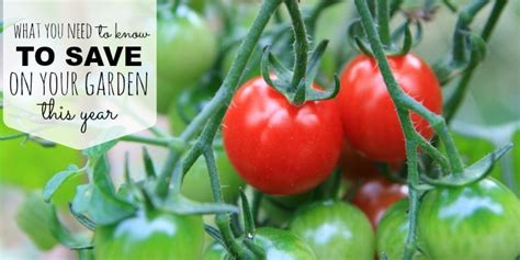 Ways To Save Money In The Vegetable Garden The Best Frugal Tips