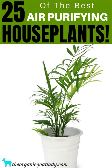 Air Purifying 25 Of The Best Air Purifying Houseplants Plants To
