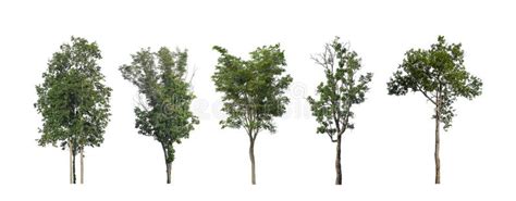 Set Of Isolated Trees On White Background The Collection Of Trees