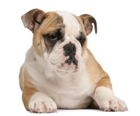 English Bulldog Puppy 4 Months Old Lying Stock Image