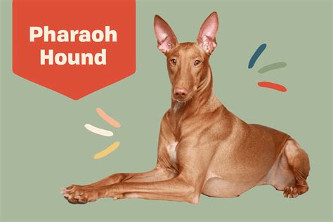 Pharaoh Hound Dog Breed Information And Characteristics Daily Paws