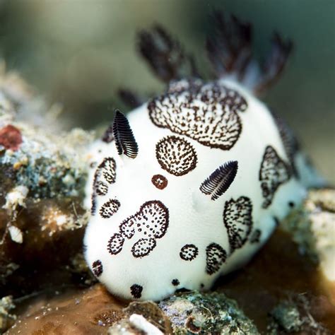 Nudibranch Jorunna Funebris Sea Slug Ocean Creatures Colorful Animals