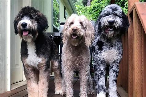Giant Doodle Dog Breeds A Complete Guide