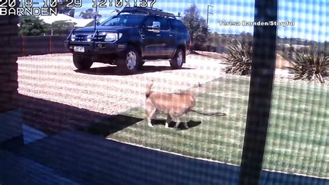 This is one of the most incredible stories i have ever read. Watch: Dog battles venomous snake to protect family - ABC13 Houston