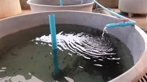 Catfish Farming At Home Use Water Flow Fish Farming At Home In Water