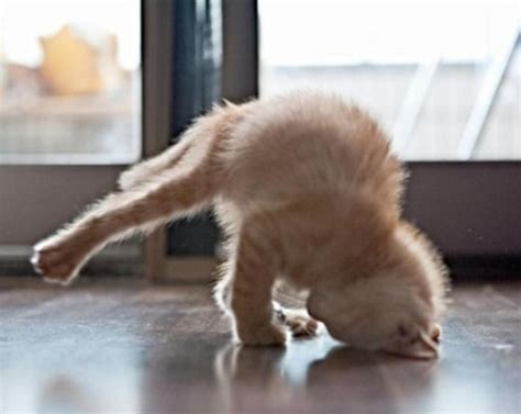 Some Funny Yoga Inspiration To Keep You Stretching
