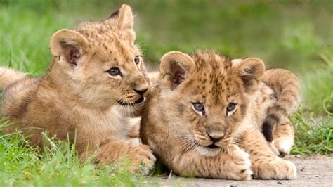 Animals Time Baby Lions Time Hora De Los Leones Bebes