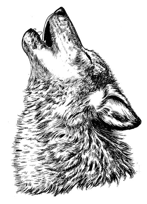 Howling Wolf By Jiinx Magic On Deviantart Artofit