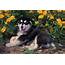 1990s Alaskan Malamute Puppy Dog Lying Photograph By Animal Images