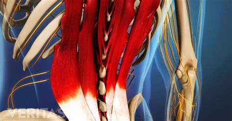 Muscles In Lower Back And Hip - Massage For Hip Pain Gluteus Medius