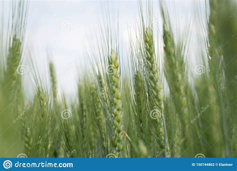 Bright Background Of Young Wheat Field Of Juicy Green Wheat Against