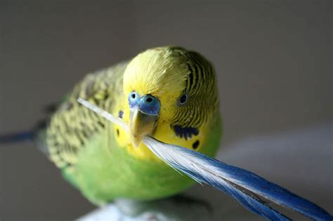 Greenmalebudgieholdingfeather Budgies Parakeet Birbs