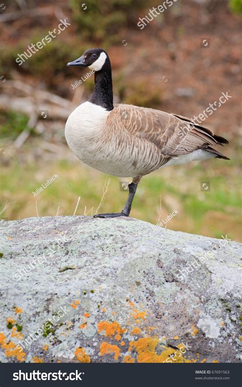 Canada Goose Standing On One Leg During A Spring Rain Storm In