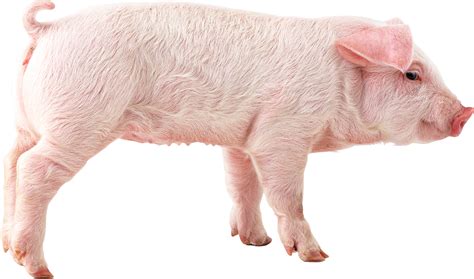 Pigs Png 10 Free Cliparts Download Images On Clipground 2023