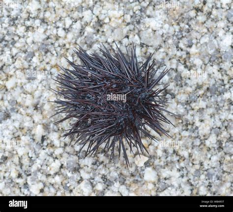 Sea Urchin Echinothrix Diadema Commonly Called Diadema Urchin Or Blue