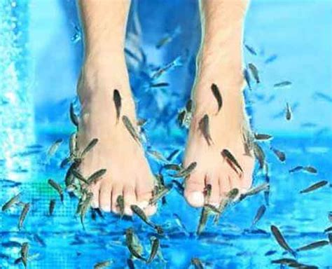 Try The Fish Spa And Help Yourself With These Benefits Herzindagi
