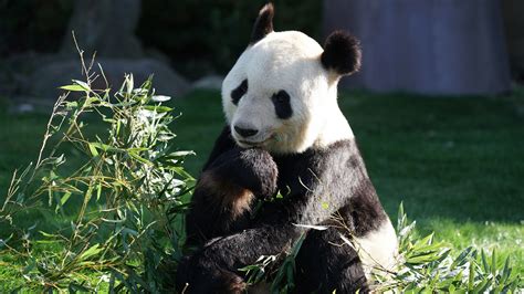 Panda Bear Sitting On Green Field Near Green Plant 4k Hd Animals