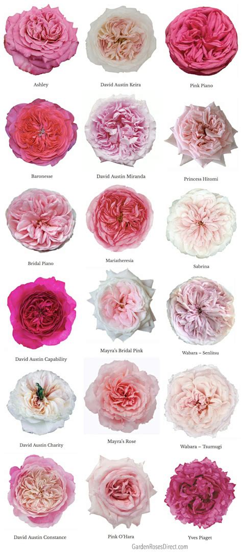 All Types Of Roses