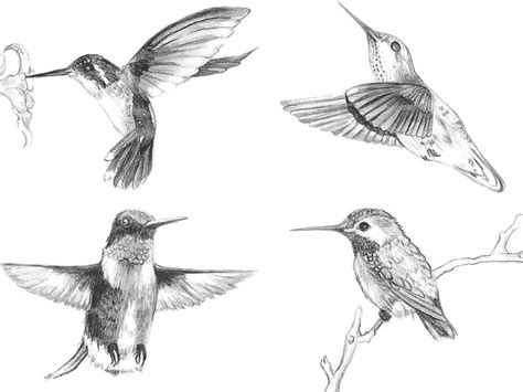 Dibujo Colibrí Marcador Dibujos Dibujos A Lápiz Arte Dibujos De