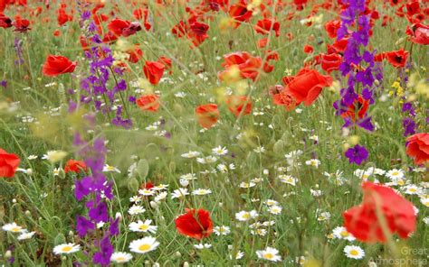 Beautiful Daisies Poppies Flowers Field Summer