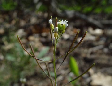 https://gobotany.newenglandwild.org/species/arabidopsis/thaliana/