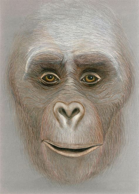 Gigantopithecus Extinct Species Gicl U E E Print Art Collectibles Gicl E Ichigenn