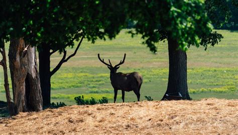 A Guide To Elk Viewing In Michigan Michigan