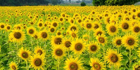 User made a purchase and received. The 30 Prettiest Sunflower Fields Across the U.S ...