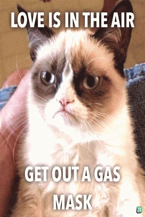 27 very funny grumpy cat meme images s joke photos