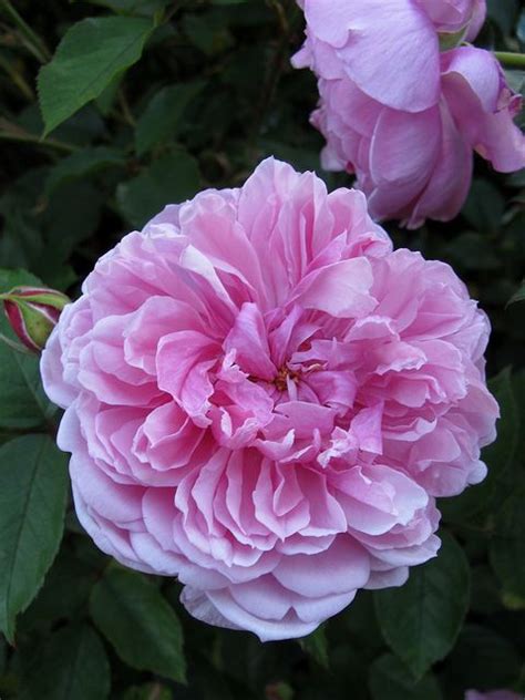 Pink English Rose Blooming Rose English Roses Flower Pots