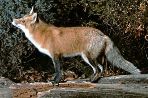 Fox Species Habitat And Facts