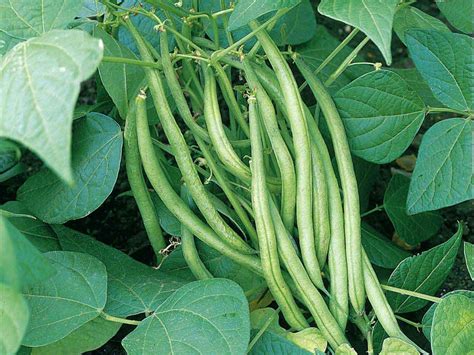 How To Grow French And Runner Beans Saga