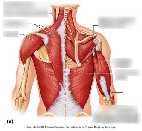 Back Muscle Anatomy Diagram Quizlet