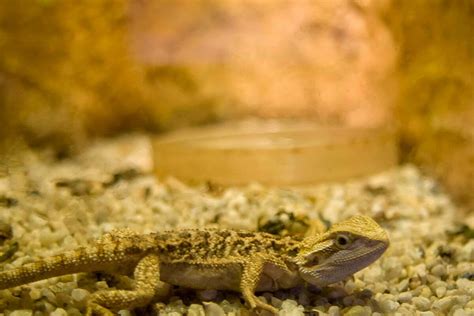 Do Bearded Dragons Urinate What You Need To Know
